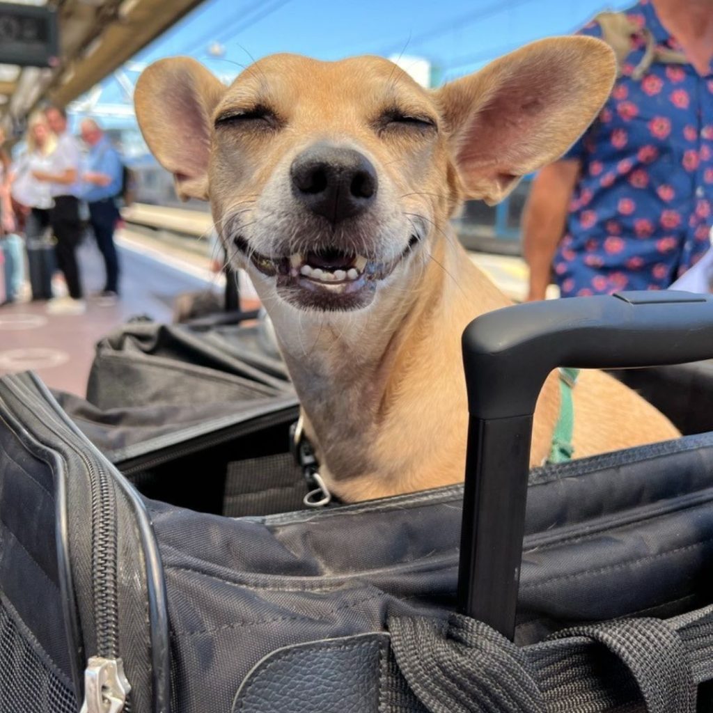 Pet Relief Areas at US Airports: Top Pit Stops for Happy Pets - pet relief areas us airports dog boarding plane
