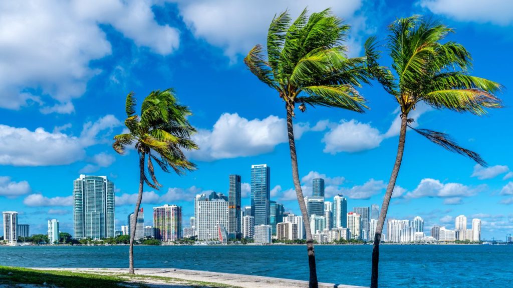 beach at miami with palm trees on a sunny day