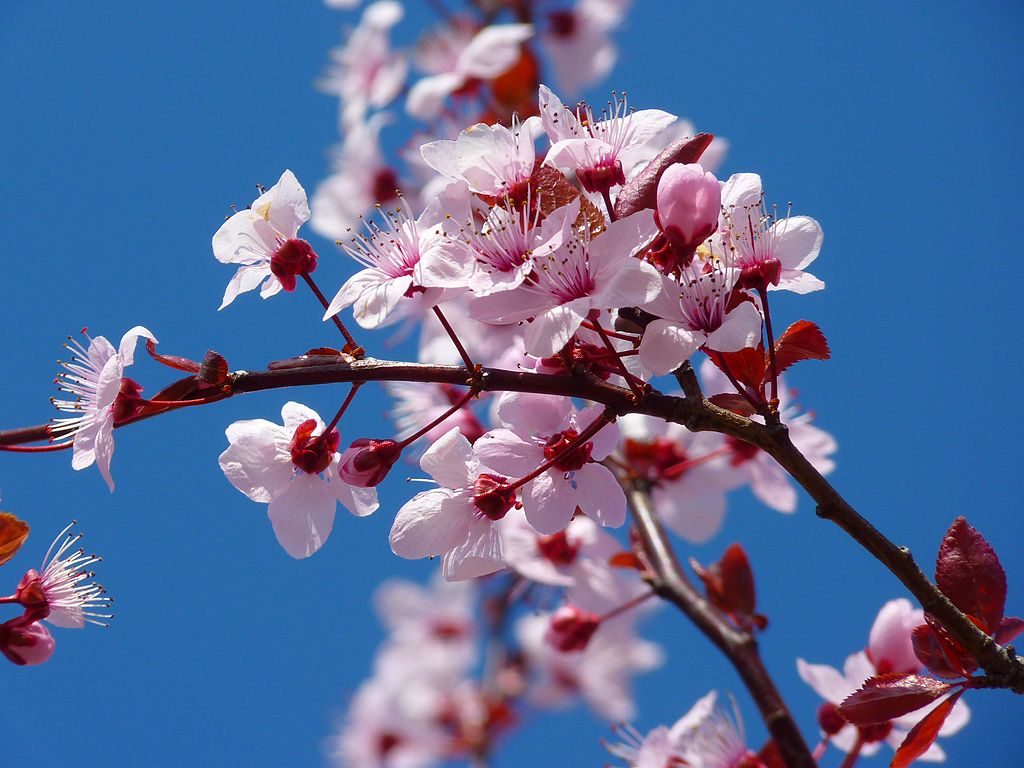 Cherry blossom in bloom up close juxtaposed by crisp clear blue sky. 