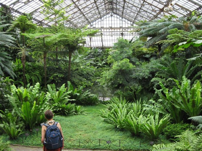 Visitor looks on at all the greenery in the greenhouse of the Garfield Park Conservatory.