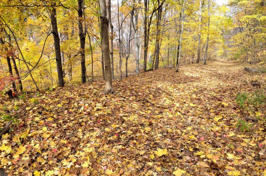 Fall is in full force as yellow and orange leaves decorate the ground in in Van Cortlandt Park, Bronx, NYC. 